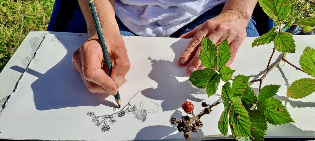Freedom Wilson sketching a branch of blackberry for swamp diaries exhibition