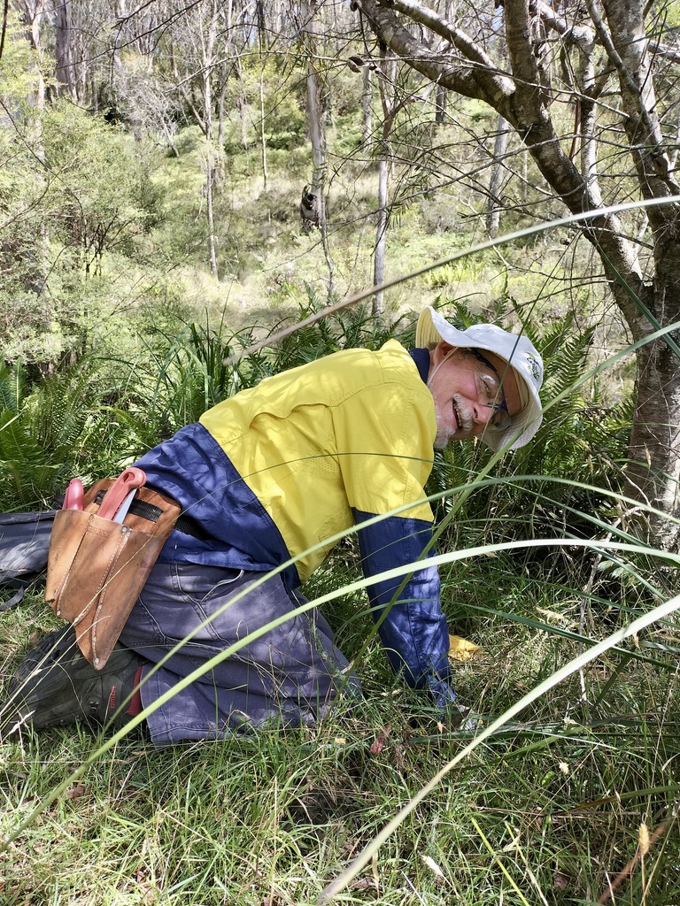 Keith Brister weeding in the Govetts Leap Catchment as part of a Bushcare team