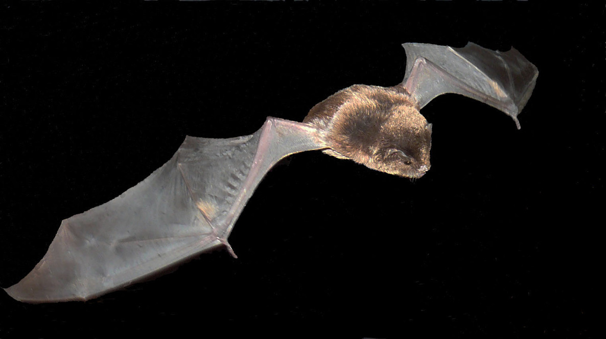 Bentwing bat