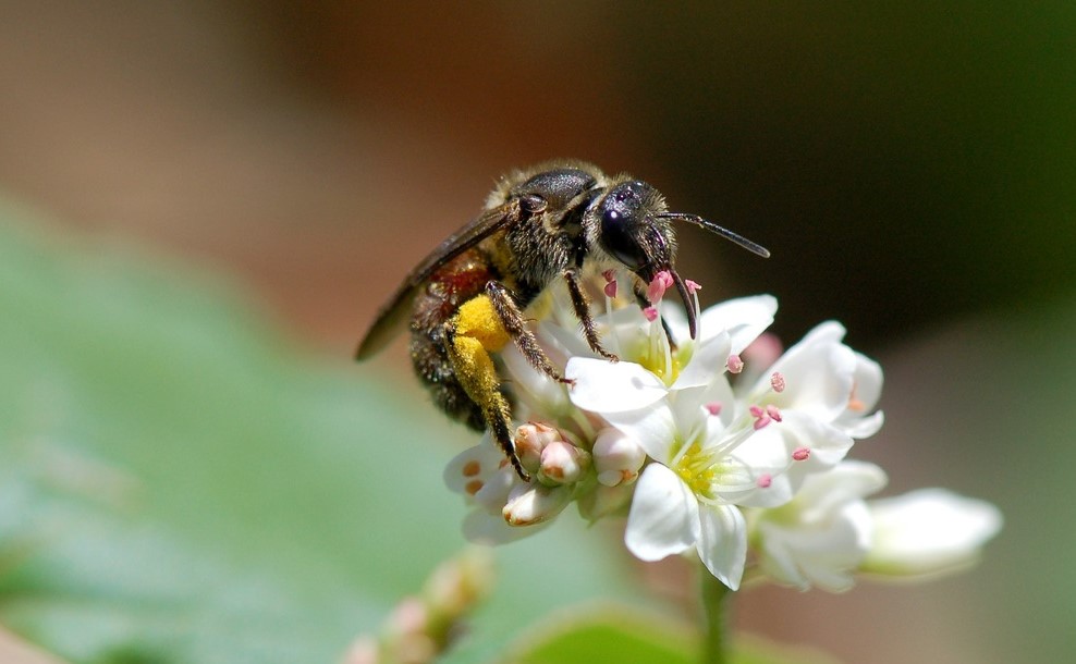 Lasioglossum native bee