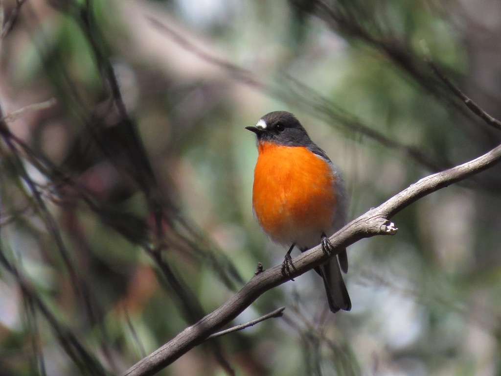 flame robin in the Blue Mountains