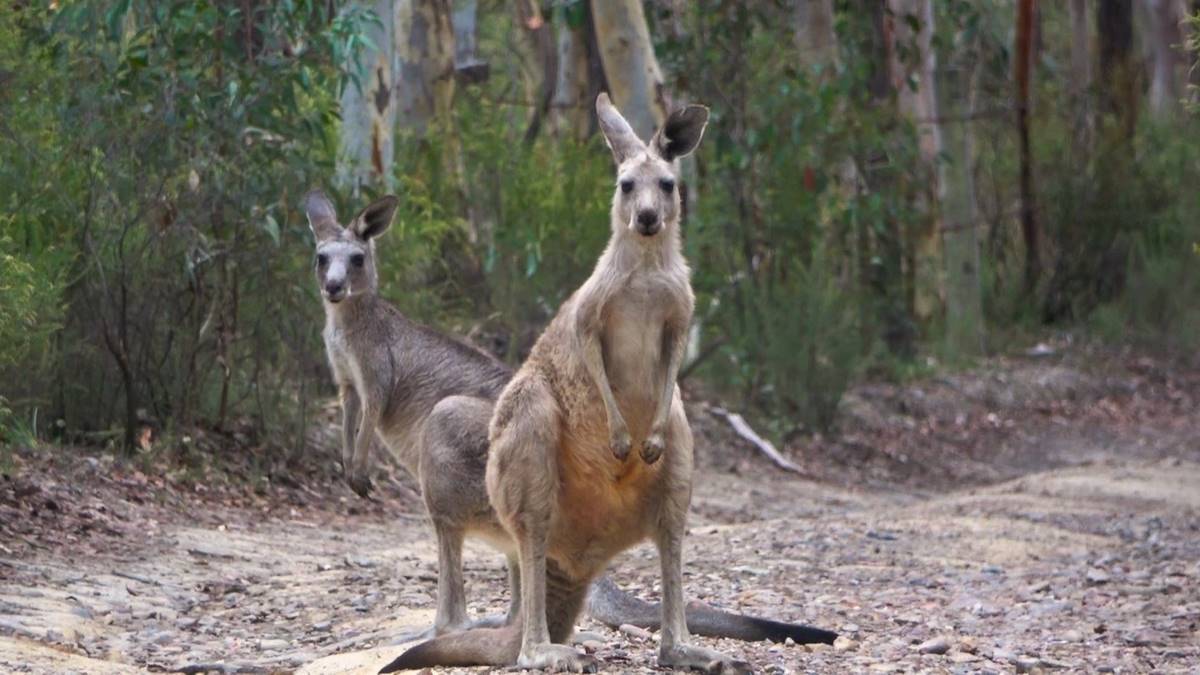 kangaroos at Blue Mountains kangaroo sanctuary