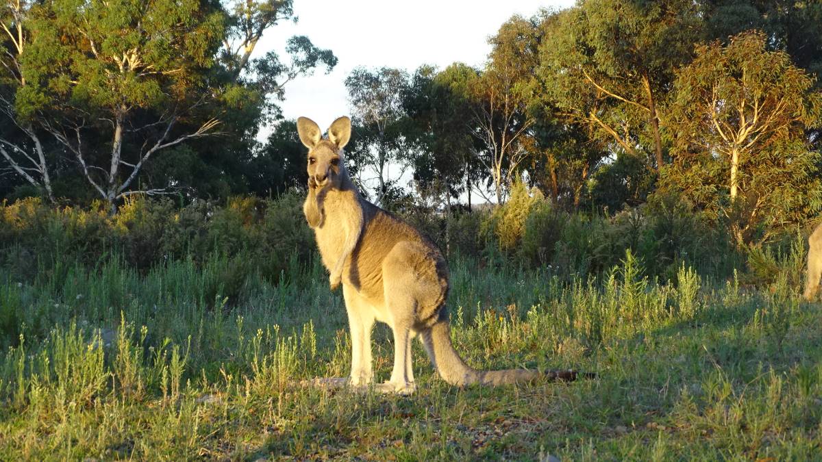 Sunbathing kangaroo in the blue mountains