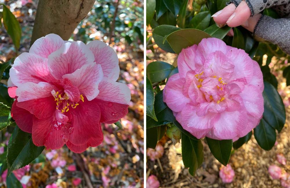 Camellia japonica 'Yours Truly' with mutation & Camellia japonica 'Spring Sonnet'