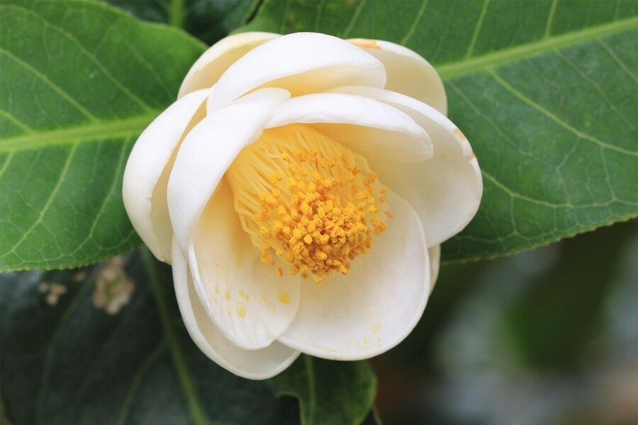 Camellia Lucii