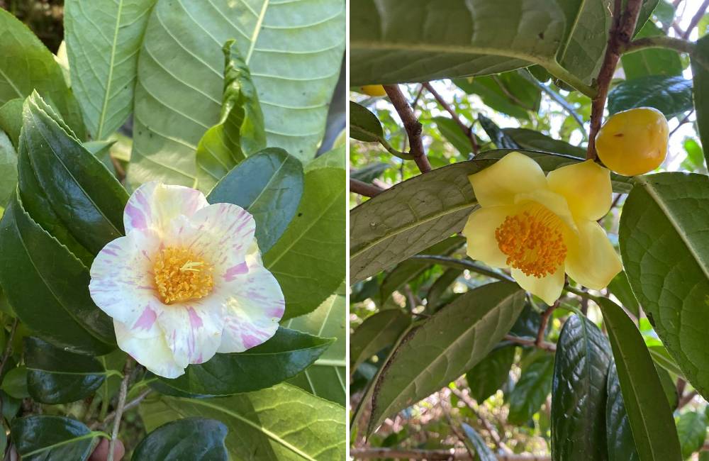 rare Camellia 'Kogane Nishiki' & Camellia nitidissima