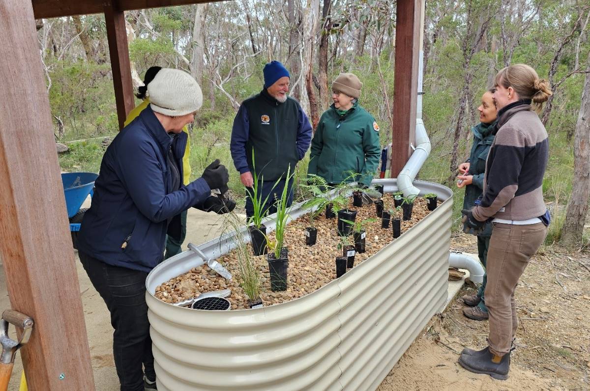 plants for a rain garden